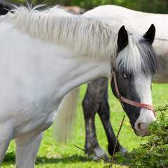 Portrait of piebald horse outdoors