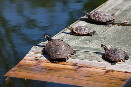 Four turtles taking a sun bath