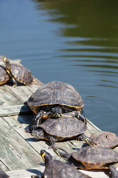 Turtles taking a sunbath