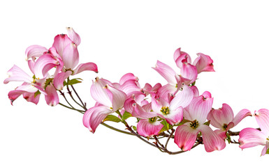 Naklejka na ściany i meble spring branch with pink flowers