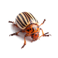 Colorado potato beetle isolated on white