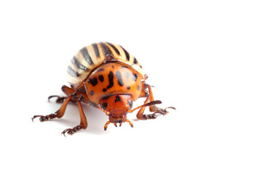 Colorado potato beetle isolated on white