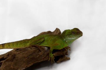 Adult agama