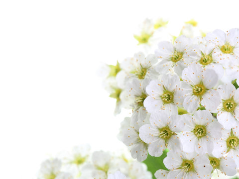 Flowers Of Spiraea On White