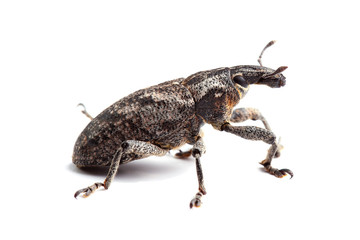 Weevil isolated on white