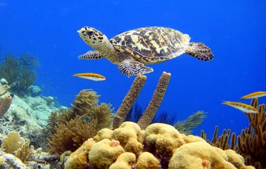 Foto auf Acrylglas Schildkröte Karettschildkröte