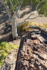 Fototapeta na wymiar Dzikie Lizard australijski stojący na skale