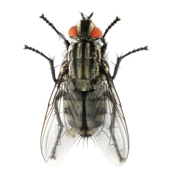 The House Fly (Musca domestica) dangerous carrier of pathogens.