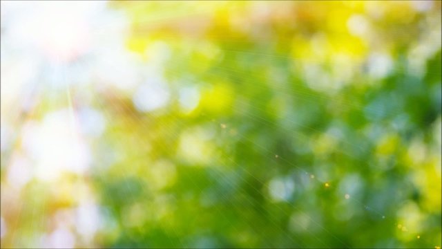 Nature Glow_Bokeh and sun...