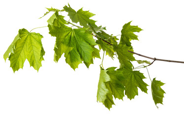 spring green maple branch