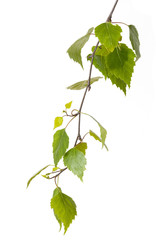 Fototapeta premium fresh birch branch