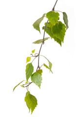 fresh birch branch