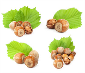 set of hazelnuts with leaves
