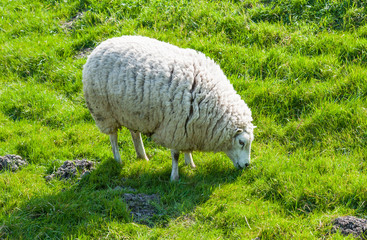 Obraz premium Grazing white sheep in winter coat