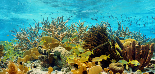 colorful caribbean reef