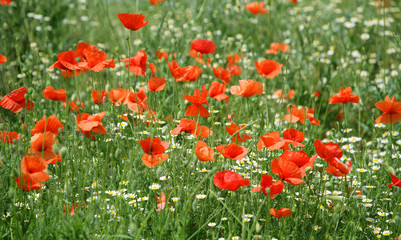 Fototapeta premium Poppy field