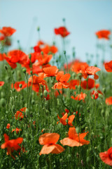 Naklejka premium Poppy field