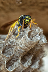 Paper Wasp Queen