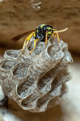 Paper Wasp Queen