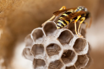 Paper Wasp Queen