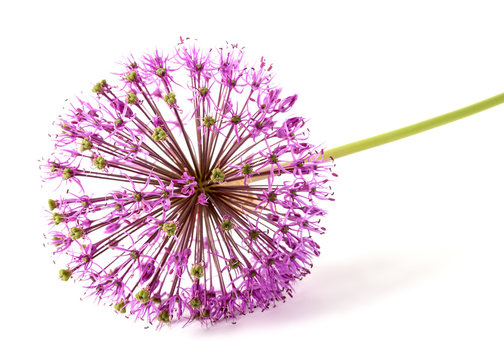 Flower of allium  isolated on white background