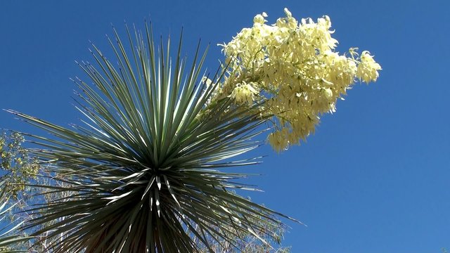 Blooming Yucca. Ethel M Botanical Cactus Gardens