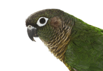 Parrot