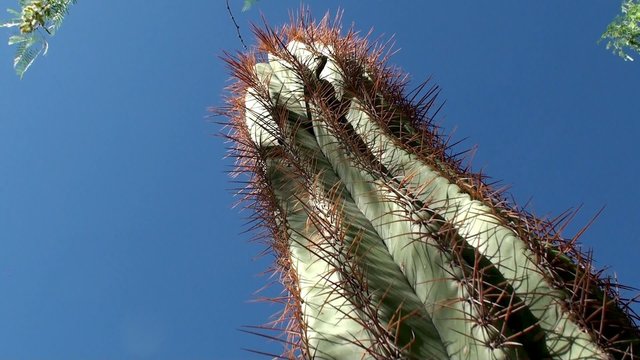 Giant Saguaro cactus. Ethel M Botanical Cactus Gardens