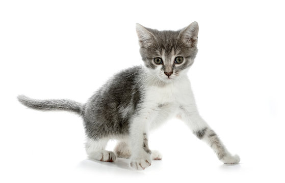 stray cat meaning in malaysia