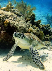 Keuken achterwand Schildpad Rustende groene zeeschildpad onderwater  © isabelle_bonaire