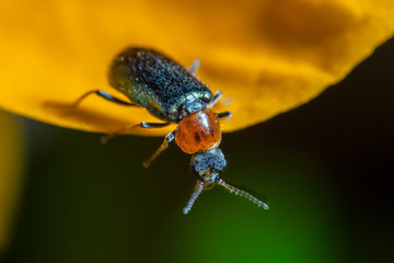 Oulema Melanopus