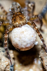 Female Wolf Spider