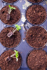 Early stage growth of flower sprouts in pots.
