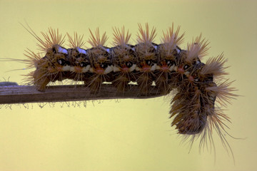 hairy caterpillar