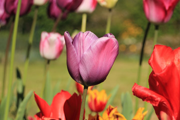 une tulipe isolée au milieu d'un parterre