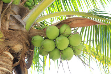 green coconut at tree