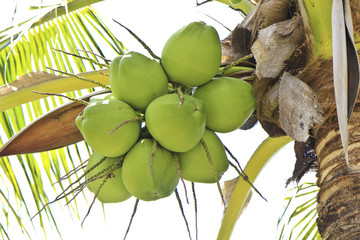 green coconut at tree
