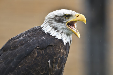 Raubvogel