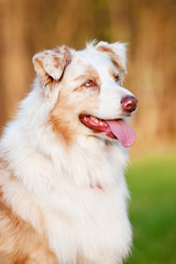 australian shepherd dog
