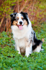 australian shepherd dog
