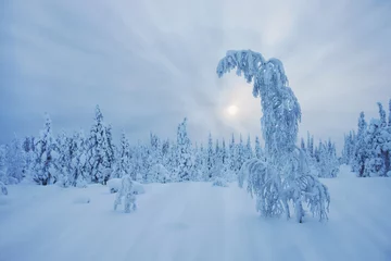 Fotobehang Stunning Lapland wilderness in winter © gadagj
