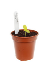 Cucumber seedling in a pot