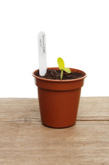 Seedling on a board