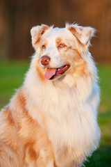 australian shepherd dog