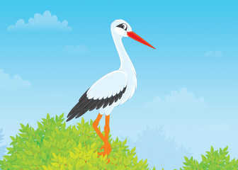 Stork