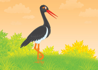 Black Stork