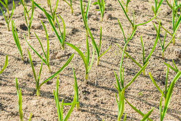 sprouts green onions
