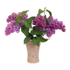 Lilacs in a wicker vase isolated on white background