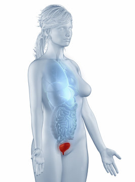Bladder position anatomy woman isolated lateral view