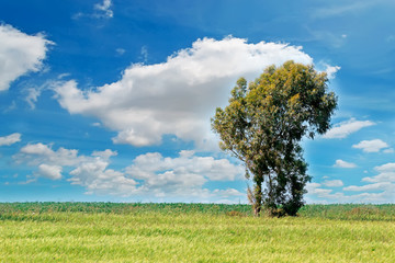 tree under a dramatic sky